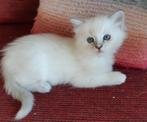 Zenzidolls Ragdoll kittens met stamboom, gechipt en 2x geënt, Dieren en Toebehoren, Katten en Kittens | Raskatten | Langhaar, Meerdere dieren