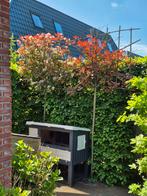 2 prachtige lei glansmispels, Ophalen, Lente, Leiboom, 250 tot 400 cm