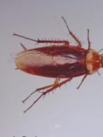 Rode ren kakkerlakken., Dieren en Toebehoren, Insecten en Spinnen, Bijen