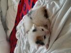 Kittens te koop! kittens half (BRITISH EN HALF EU), Poes