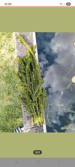 Grote bos zuurstofplanten, Ophalen, Zo goed als nieuw