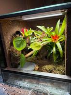 Volledig ingericht terrarium, Dieren en Toebehoren, Reptielen en Amfibieën | Toebehoren, Ophalen, Nieuw