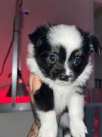 Pomchi/chihuahua pups te koop, Parvo, Overige rassen, 8 tot 15 weken, Meerdere