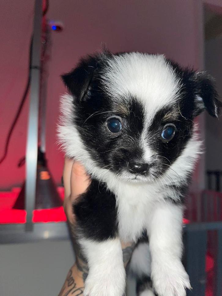 Pomchi/chihuahua pups te koop, Dieren en Toebehoren, Honden | Chihuahua's en Gezelschapshonden, Meerdere dieren, Overige rassen