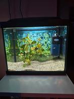 Aquarium, Ophalen, Gebruikt, Leeg aquarium