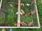 Cuy cavia beertjes, Dieren en Toebehoren, Mei, Mannelijk, Cavia