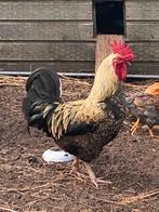 Prachtige haan zoekt een nieuw fijn thuis, Dieren en Toebehoren, Mannelijk, Kip