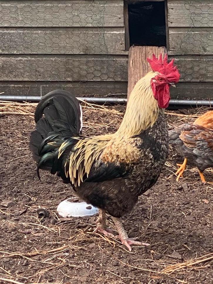 Prachtige haan zoekt een nieuw fijn thuis, Dieren en Toebehoren, Pluimvee, Kip, Mannelijk