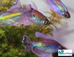 Congozalm, Vis, Zoetwatervis, Schoolvis