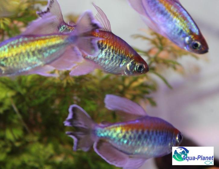 Congozalm, Dieren en Toebehoren, Vissen | Aquariumvissen, Zoetwatervis, Vis, Schoolvis