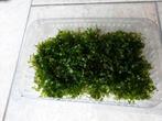 Veel (soort) Levermos,Lomariopsis lineata, leuk bij garnalen, Dieren en Toebehoren, Vissen | Aquaria en Toebehoren, Ophalen of Verzenden