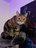 Nieuw huisje gezocht, Dieren en Toebehoren, Katten-accessoires, Ophalen, Zo goed als nieuw