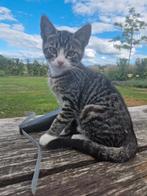 2 kittens van 4 maanden oud, Dieren en Toebehoren, Katten en Kittens | Overige Katten, Meerdere dieren