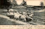 Zeegze - Schapen, Ophalen of Verzenden, Voor 1920, Gelopen, Drenthe