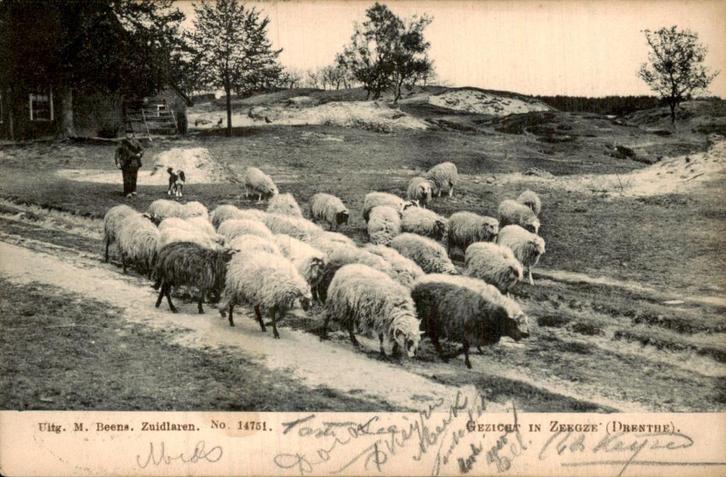 Zeegze - Schapen, Verzamelen, Ansichtkaarten | Nederland, Gelopen, Drenthe, Voor 1920, Ophalen of Verzenden