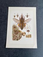13 prenten insekten bijen/wespen  19x27 cm samen 26 euro, Antiek en Kunst, Antiek | Schoolplaten, Ophalen of Verzenden, Natuur en Biologie