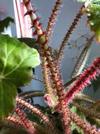 Star leaf begonia, Huis en Inrichting, Ophalen, Minder dan 100 cm