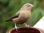 Koppel zilverbekjes, Meerdere dieren, Tropenvogel