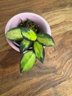 Hoya lacunosa queen midori, Ophalen of Verzenden, Overige soorten, Halfschaduw, Minder dan 100 cm