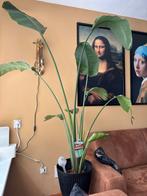 Strelitzia Kamerplant, Huis en Inrichting, Kamerplanten, Ophalen, Overige soorten, Halfschaduw, 150 tot 200 cm