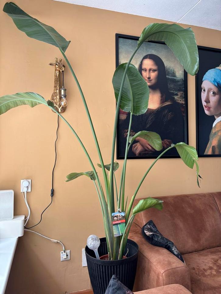 Strelitzia Kamerplant, Huis en Inrichting, Kamerplanten, Overige soorten, 150 tot 200 cm, Groene kamerplant, Halfschaduw, Ophalen