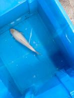 Japanse koi, Dieren en Toebehoren, Vissen | Vijvervissen, Karper of Koi