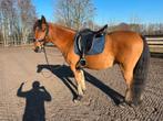 WOW, Dieren en Toebehoren, Ophalen of Verzenden, Zo goed als nieuw, Dressuur