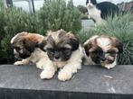 Leuke knappers boomers, Dieren en Toebehoren, Honden | Chihuahua's en Gezelschapshonden, Nederland, 8 tot 15 weken, CDV (hondenziekte)