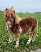 Mini shetlander veulen, Niet van toepassing, 0 tot 2 jaar, Hengst, A pony (tot 1.17m)