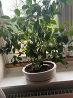 Bonsai boompje met pot, Ophalen of Verzenden