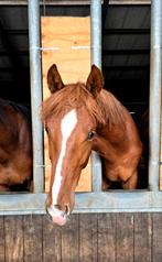 Geweldige jaarling hengst v. Extreme us, Dieren en Toebehoren, Paarden, Gechipt, Dressuurpaard, 0 tot 2 jaar, Hengst
