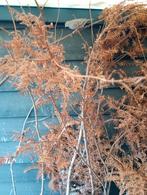 Musduifje doffer tka, Mannelijk