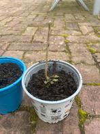 Verbena’s, winterhard, paars, meerdere plantjes beschikbaar, Tuin en Terras, Planten | Tuinplanten, Ophalen, Volle zon, Vaste plant