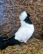 Engelse Nonduiven, Dieren en Toebehoren, Vogels | Duiven, Meerdere dieren
