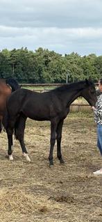 Filly by Devil 2000Z for sale, Dieren en Toebehoren, Paarden, 0 tot 2 jaar
