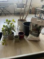 Plants, pots and soil, Tuin en Terras, Bloempotten, Ophalen, Gebruikt, Rond, Binnen