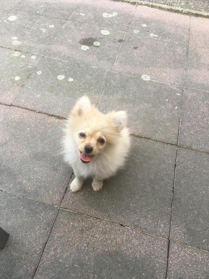 pomeriaan X chihuahua, Dieren en Toebehoren, Honden | Poolhonden, Keeshonden en Oertypen, Reu, Keeshond, Particulier, Eén hond