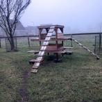 Klimtoestel voor geiten, Dieren en Toebehoren, Schapen, Geiten en Varkens, Vrouwelijk, Geit