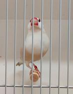 Driekleurpapegaaiamandine pop en rijstvogels bruin pastel wk, Dieren en Toebehoren, Vogels | Overige Vogels, Meerdere dieren, Tropenvogel