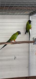 Koppel Aratinga Nandaya Parkieten 2018, Meerdere dieren, Parkiet, Geringd