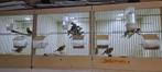 diverse koppels Lizards kanarie tt waardig, Dieren en Toebehoren, Vogels | Kanaries, Meerdere dieren, Postuurkanarie