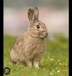 Gevraagd wilde konijnen/hazen, Dieren en Toebehoren, Meerdere dieren, Dwerg