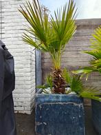 Grote Palmboom met Pot te Koop!, Tuin en Terras, Ophalen, Vaste plant, Overige soorten, Volle zon