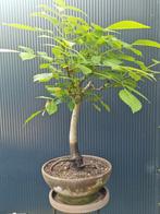 Walnotenboom bonsai, Tuin en Terras, Planten | Bomen, Ophalen of Verzenden, Overige soorten, Minder dan 100 cm