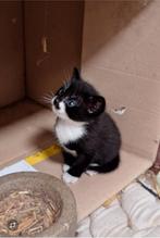 2 lieve mooie kittens, jonge poesjes, kitten, Dieren en Toebehoren, Katten en Kittens | Overige Katten, Poes, Kortharig, 0 tot 2 jaar