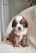 Bulldoodle pups! Labradoodle x Engelse bulldog/labrador, 8 tot 15 weken, Meerdere, Meerdere dieren, Nederland