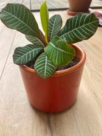 Madagascar jewel stekje, Ophalen, Overige soorten, Minder dan 100 cm