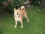 herplaatsing shiba inu 's, Dieren en Toebehoren, Honden | Poolhonden, Keeshonden en Oertypen, Overige rassen, CDV (hondenziekte)