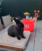 Alaska konijn, Dieren en Toebehoren, Konijnen, Mannelijk