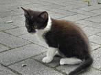 5 boerderij kittens, Dieren en Toebehoren, Meerdere dieren, Kortharig, 0 tot 2 jaar